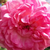 Roza - Vrtnica plezalka - Jasmina ®
